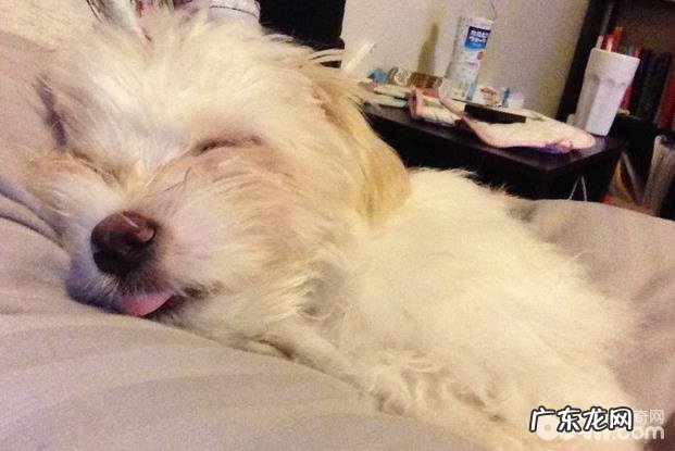 为何小狗会睡觉打呼噜,狗狗打呼噜的原因是什么?