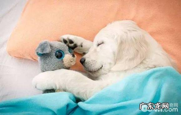 为何小狗会睡觉打呼噜,狗狗打呼噜的原因是什么?