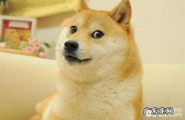 小狗最反感的味道,小狗最反感的味道有什么?