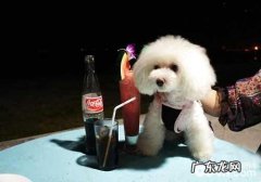 小狗喝可乐的坏处，小狗喝可乐的坏处都有哪些？