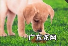 小狗吃排便,小狗吃排便的缘故有什么?