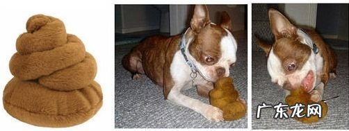 小狗吃排便,小狗吃排便的缘故有什么?