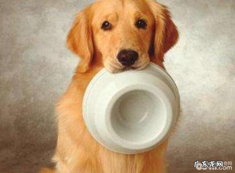 成狗粮应当如何选择?