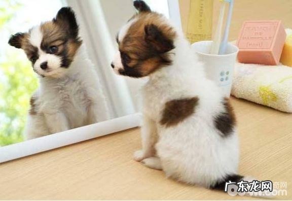 小狗为何不喜欢喂狗粮？小狗不喜欢喂狗粮的缘故有什么？