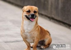 小狗有感受，让小狗味儿不那麼重的方式 有什么？