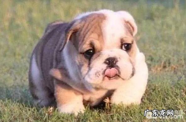 小狗长胖的原因,小狗为何肥胖症?