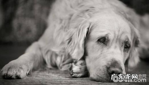 小狗身体语言,如何了解小狗的身体语言