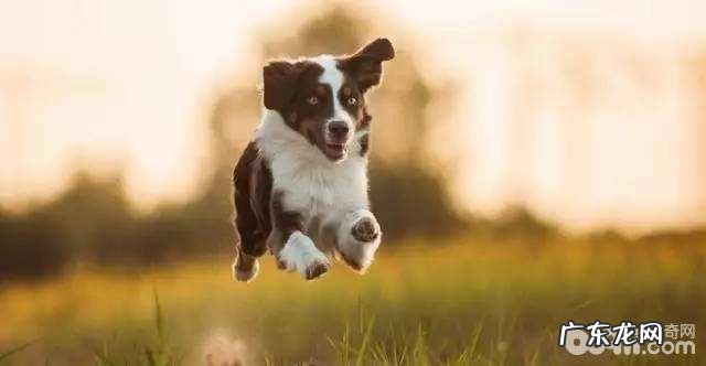 小狗性格色彩分析,大家家小狗是哪一种性情?