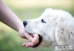 狗狗咬人的原因是什么？