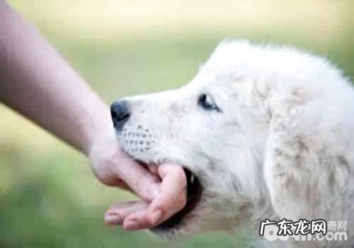狗狗咬人的原因是什么?