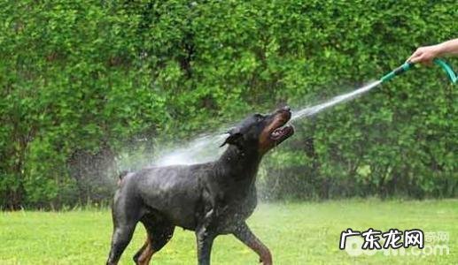 喂养杜宾犬注意事项,喂养杜宾犬的常见问题