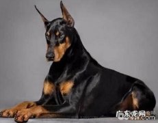 喂养杜宾犬注意事项，喂养杜宾犬的常见问题