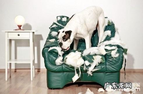 大家对小狗的几类误会