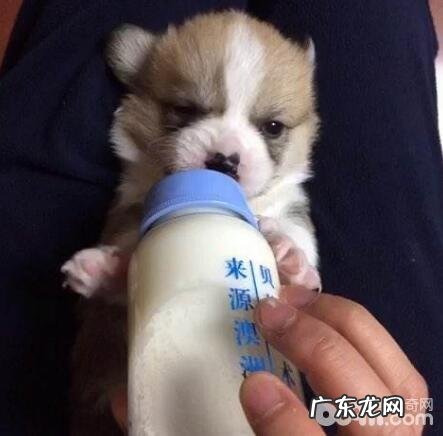 小狗能够 喝奶粉吗,哪一种婴儿奶粉合适小狗喝?