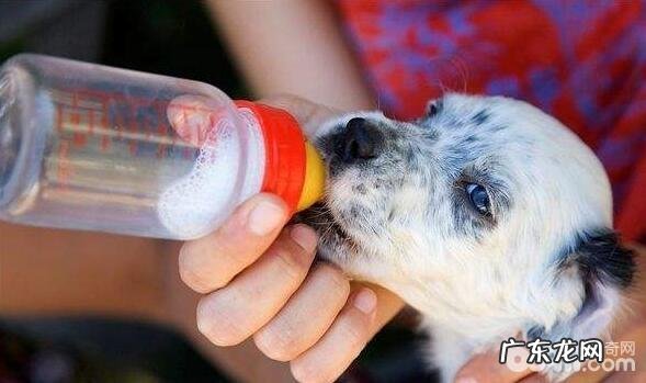 小狗能够 喝奶粉吗,哪一种婴儿奶粉合适小狗喝?