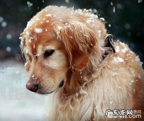 老年人犬如何喂养?