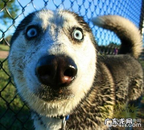 非常容易被骗光的几类小狗，你养了没有？