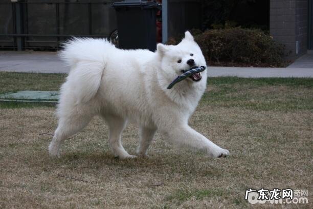 非常容易被骗光的几类小狗，你养了没有？