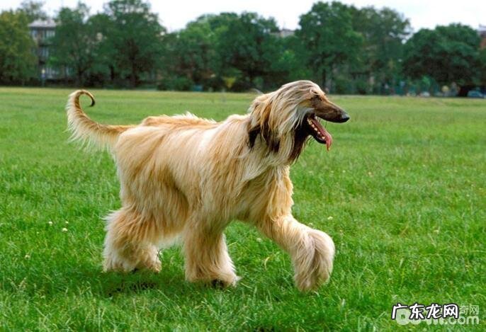 非常容易被骗光的几类小狗，你养了没有？