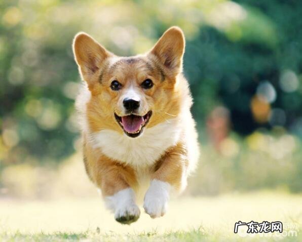 非常容易被骗光的几类小狗，你养了没有？