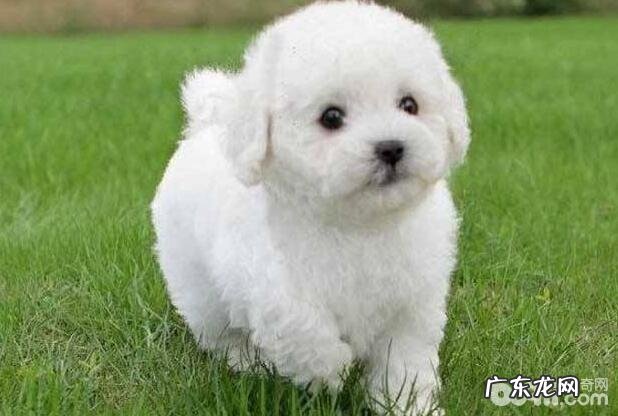 小狗身体语言分析，你懂得你的小狗吗？