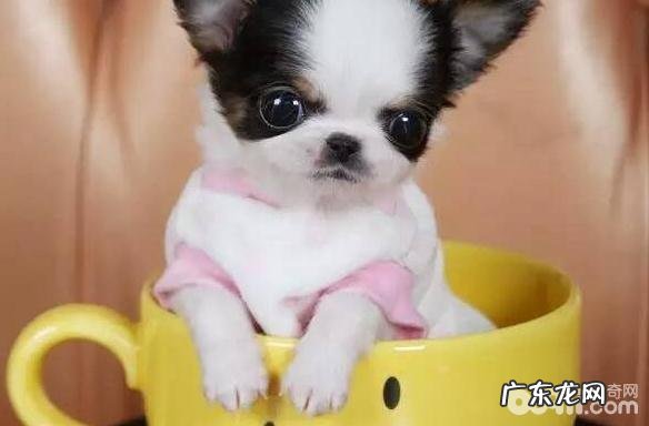 这几类茶杯犬你见过吗?茶杯犬类型详细介绍