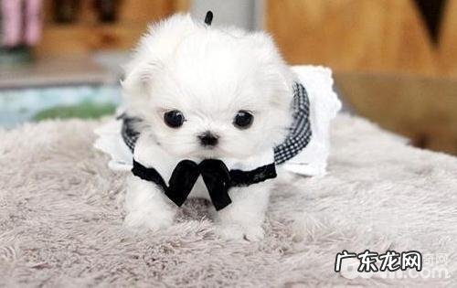 这几类茶杯犬你见过吗?茶杯犬类型详细介绍