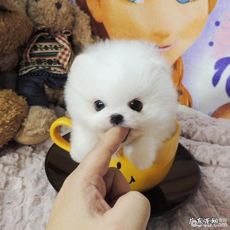 这几类茶杯犬你见过吗?茶杯犬类型详细介绍
