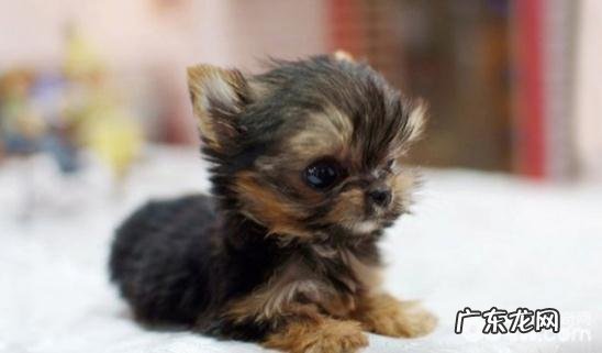 这几类茶杯犬你见过吗?茶杯犬类型详细介绍