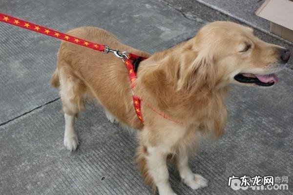 喂养小狗的必不可少用具都有哪些？