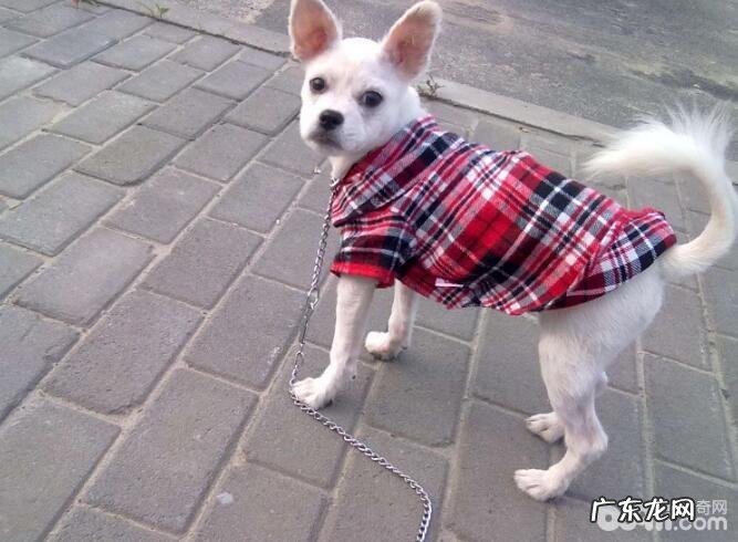 给小狗穿着打扮有什么伤害?小狗穿着打扮常见问题