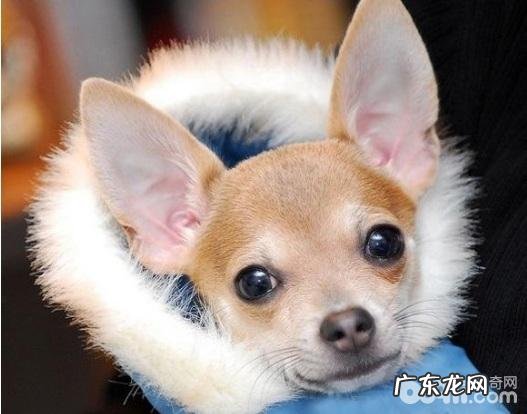 给小狗穿着打扮有什么伤害?小狗穿着打扮常见问题