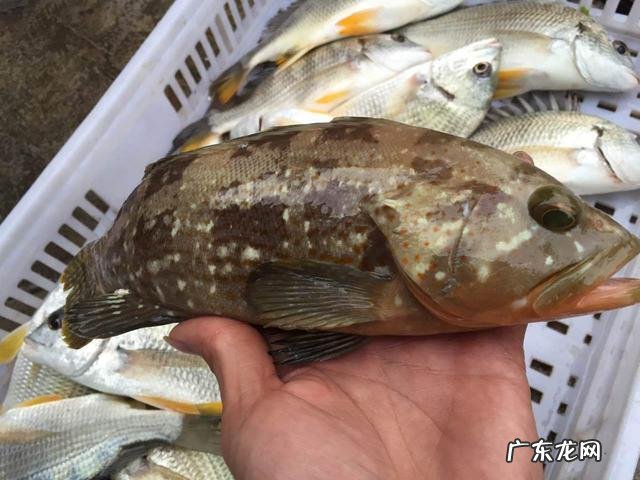 孕妇几个月时吃鱼对胎儿好-孕期吃鱼对胎儿聪明吗