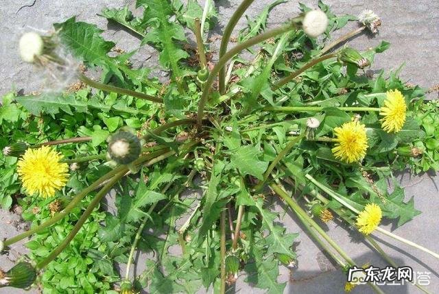 喝青柑蒲公英根茶有什么好处?