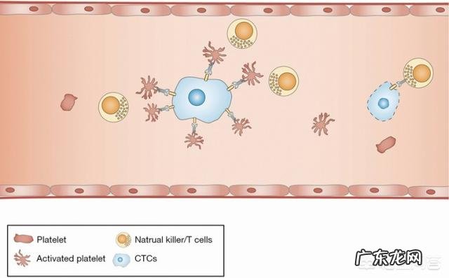 阿司匹肠溶片和拜阿司匹林一样吗 阿司匹林能抗癌是真的吗?