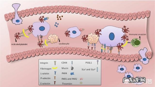 阿司匹肠溶片和拜阿司匹林一样吗 阿司匹林能抗癌是真的吗?