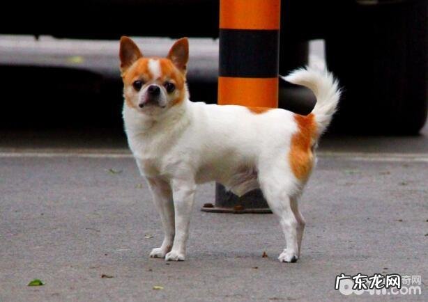 小狗人死之后最好是的处理方法是啥?