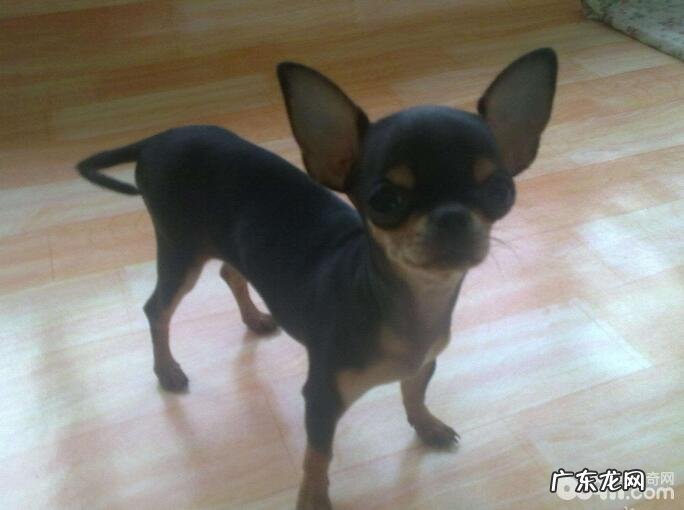 小狗太吵该怎么办?教你这几个常用招式