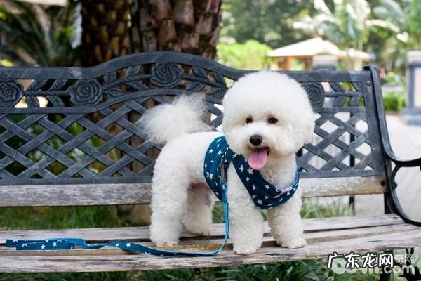 小狗太吵该怎么办?教你这几个常用招式