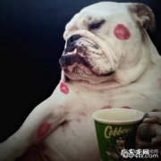 如何照顾好小狗，做一个达标的父母？