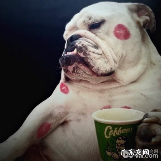 如何照顾好小狗,做一个达标的父母?