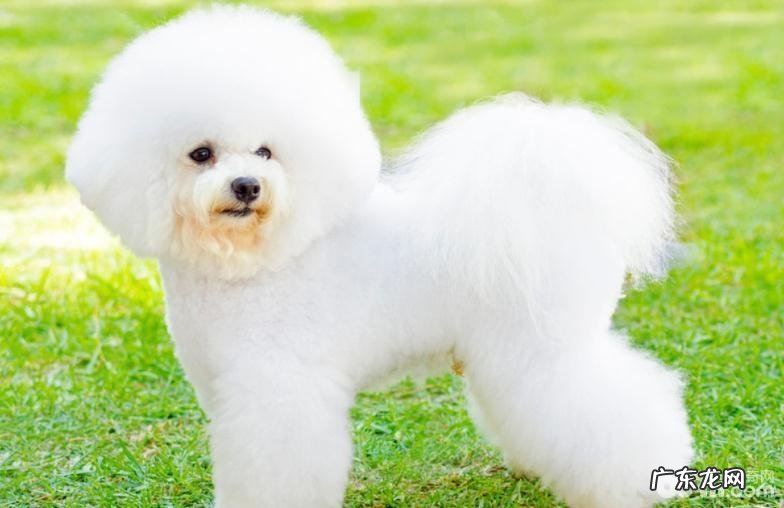 比熊头发打线,比熊吃啥美毛?