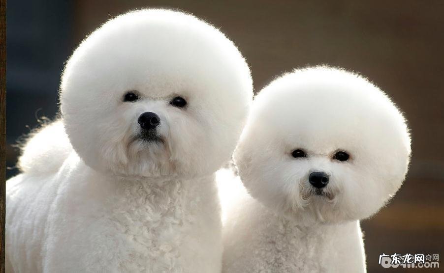 比熊头发打线,比熊吃啥美毛?