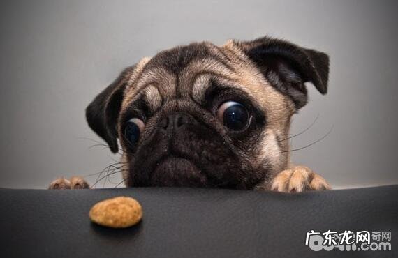 史上最牛能吃的几类小狗，有家里狗狗吗？