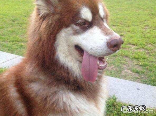 史上最牛能吃的几类小狗，有家里狗狗吗？