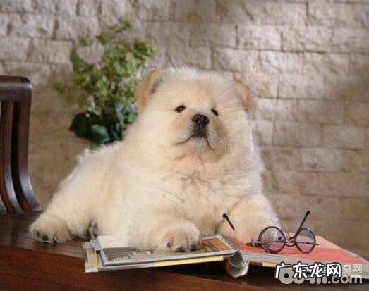 史上最牛能吃的几类小狗，有家里狗狗吗？