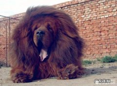 狗狗寿命，最长寿的狗狗都有哪些？