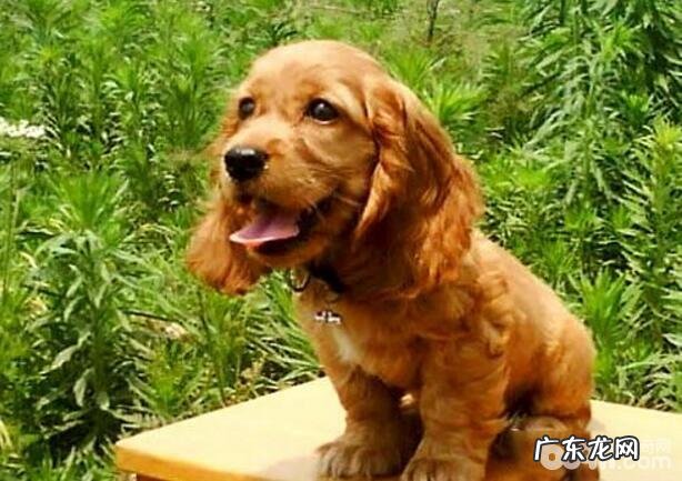 狗狗寿命,最长寿的狗狗都有哪些?