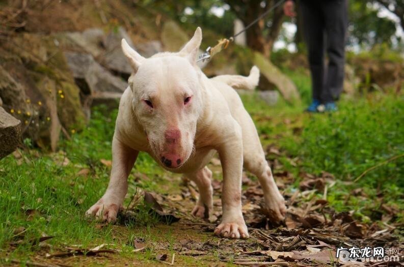 小狗发火的主要表现有什么?小狗生气了该怎么办?