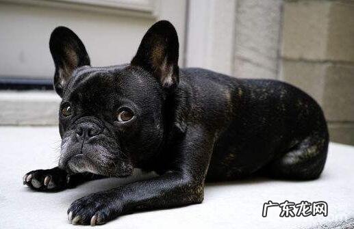 小狗发火的主要表现有什么?小狗生气了该怎么办?